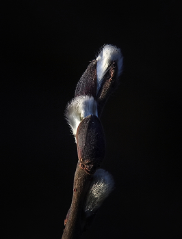 Pussy-willow / ***