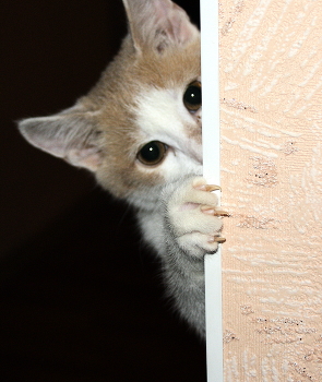 Look / " " "