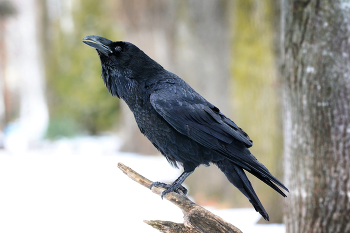 Raven / ***