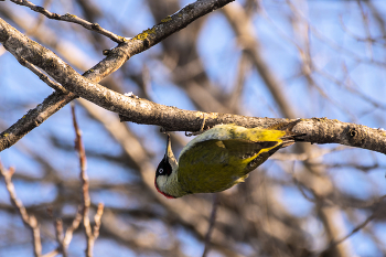 green woodpecker / ***
