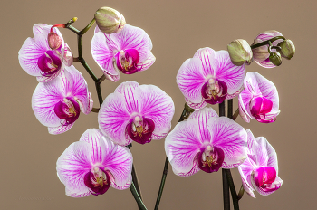 Phalaenopsis. / ***