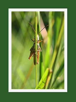 &nbsp; / &quot; &quot; &quot;