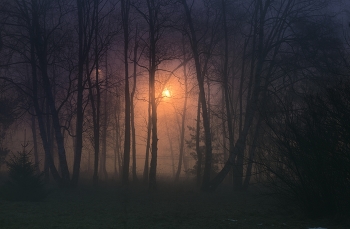 night fog / ***