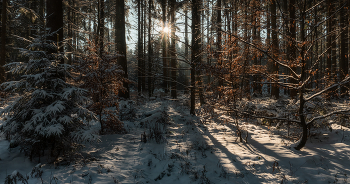 Winter road / ***