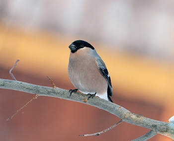 Bullfinch / ***