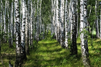 Birch Alley / ***