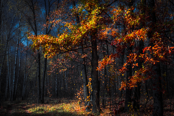 Autumn oak / ***