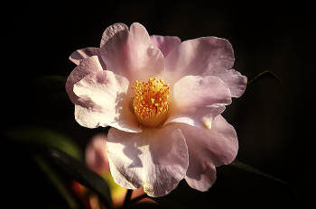 Camellia / ***