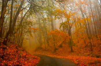 Autumn Gatchina / ***