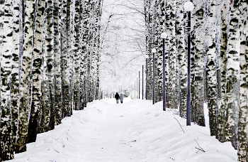 Birch Alley / ***