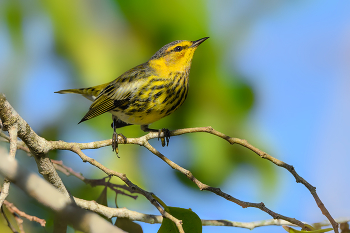 Cape May warbler / ***