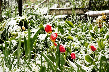 spring snow / ***