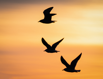 Seagull Trio / Sunset Seagull formation