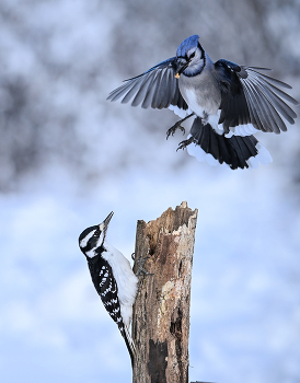 Blue Jay vs. Hairy woodpecker (female) / ***
