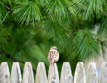 lil birdie on a fence / He caught me