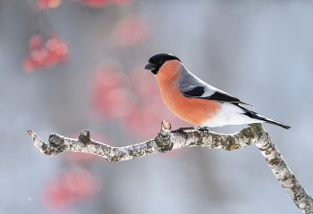 Bullfinch / ***