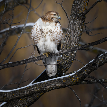 Red-tailed hawk / ***