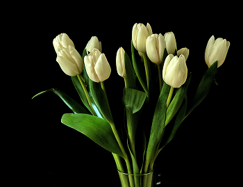 White tulips / ***