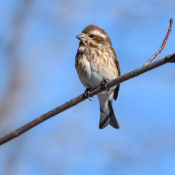 Purple Finch (female) / ***