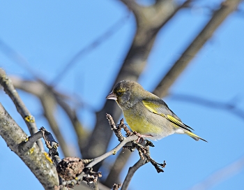 Yellow Wagtail / ***
