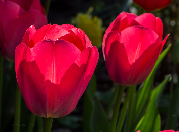 Tulips. / ***
