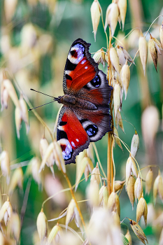 Butterfly / ***