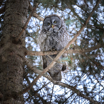 Great Gray Owl / Great Gray Owl