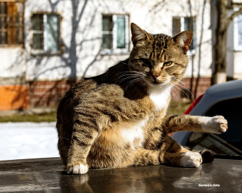 Sunbathing / ***