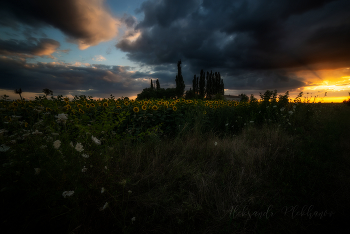 Evening / ***