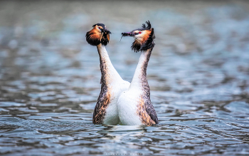 Dance of Love / ***