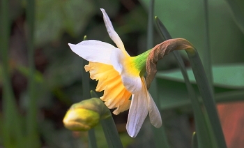 Daffodils / ***