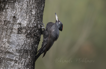 Black Woodpecker / ***