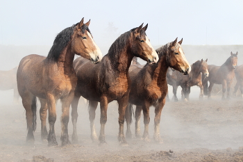 Horses in the Fog / ***