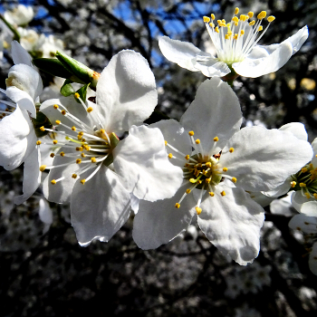 Spring / ***