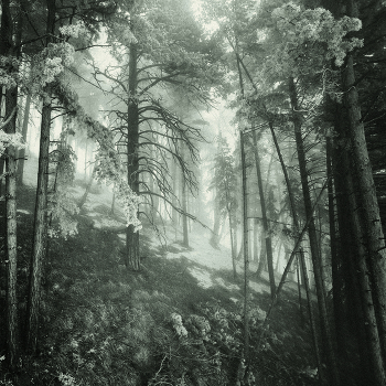 Mysterious forest / -----