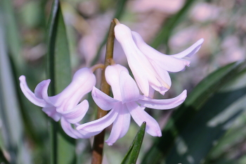 Hyacinths / ***