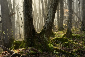 Fog dissipates / ***