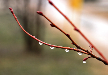 After the rain / ***
