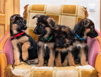 Merry company. / ***