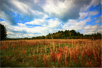 Blooming Sally / ***