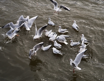Seagulls / ***