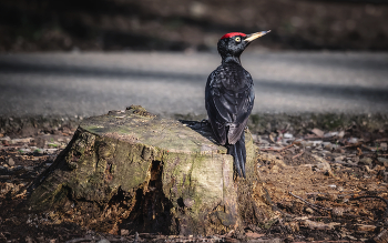 Cardinal / ***