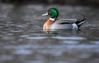 “Pintallard” Mallard-Pintail Hybrid / “Pintallard” Mallard-Pintail Hybrid