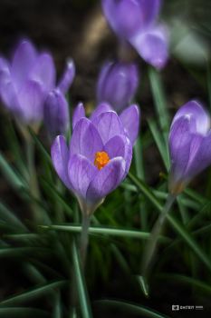 Crocuses / ***