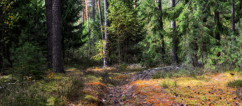 Woodland scenery / ***