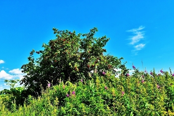 Red viburnum / _____