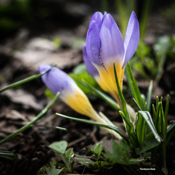 Crocuses / ***