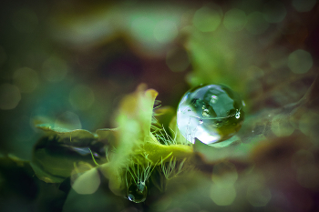 dewdrop / ***