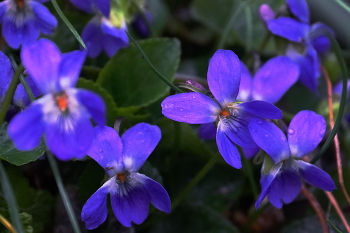 After the rain / ***