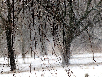 Nature / ***